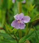 Offene Gauklerblume - Mimulus ringens