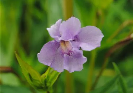 Mimulus ringens - Offene Gauklerblume