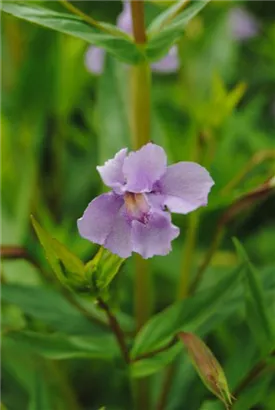 Offene Gauklerblume - Mimulus ringens