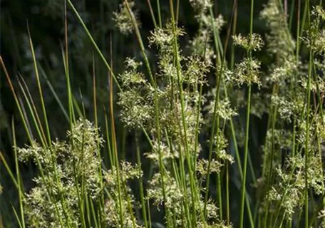 Juncus effusus - Flatter-Binse