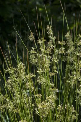 Flatter-Binse - Juncus effusus