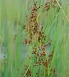 Flatter-Binse - Juncus effusus