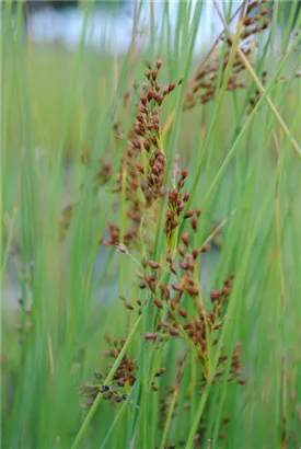 Flatter-Binse - Juncus effusus