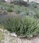 Bastard-Garten-Lavendel - Lavandula angustifolia 'Grappenhall'