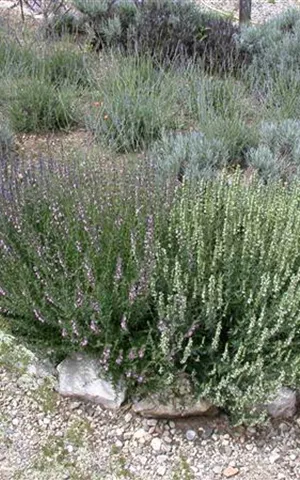 Lavandula angustifolia 'Grappenhall'