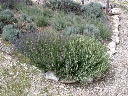 Bastard-Garten-Lavendel - Lavandula angustifolia 'Grappenhall'