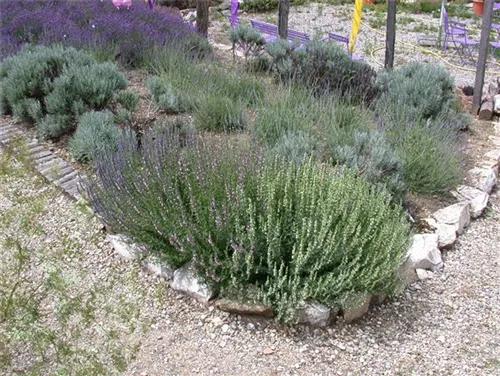 Bastard-Garten-Lavendel - Lavandula angustifolia 'Grappenhall'