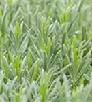 Bastard-Garten-Lavendel - Lavandula angustifolia 'Grappenhall'