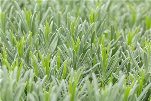 Bastard-Garten-Lavendel - Lavandula angustifolia 'Grappenhall'