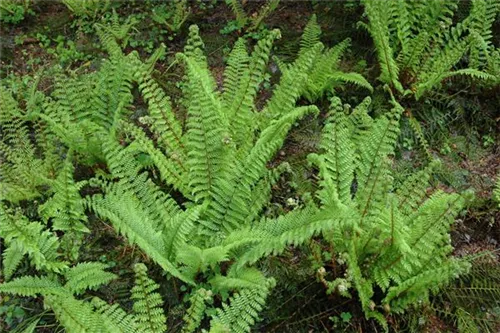 Großer Garten-Filigranfarn - Polystichum setiferum 'Herrenhausen', gen.