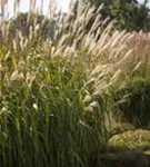 Garten-Chinaschilf, Garten-Landschilf - Miscanthus sinensis 'Adagio'