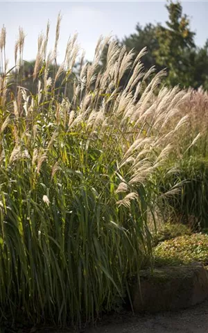 Miscanthus sinensis 'Adagio'