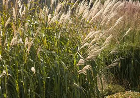 Miscanthus sinensis 'Adagio' - Garten-Chinaschilf, Garten-Landschilf