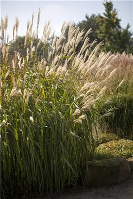 Garten-Chinaschilf, Garten-Landschilf - Miscanthus sinensis 'Adagio'