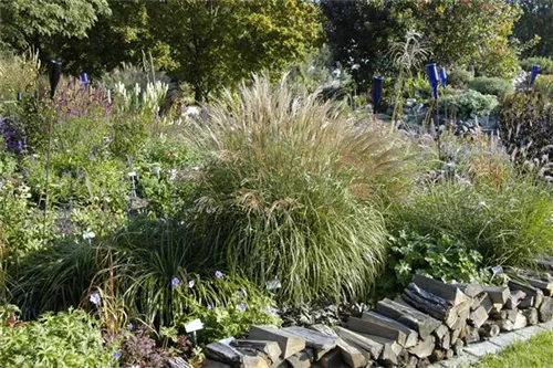 Garten-Chinaschilf, Garten-Landschilf - Miscanthus sinensis 'Adagio'