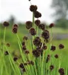 Schwertblättrige Binse - Juncus ensifolius