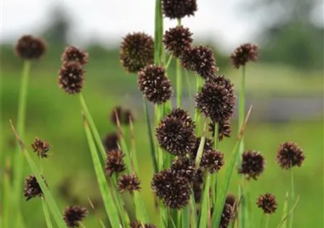 Juncus ensifolius - Schwertblättrige Binse