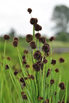 Schwertblättrige Binse - Juncus ensifolius