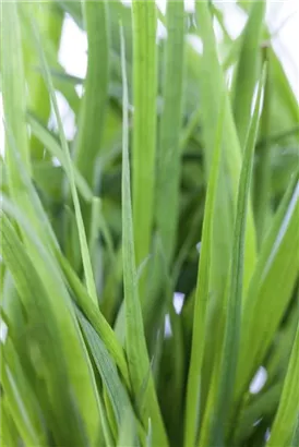 Schwertblättrige Binse - Juncus ensifolius