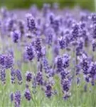 Garten-Lavendel - Lavandula angustifolia 'Hidcote Blue' gen.