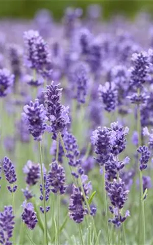 Lavandula angustifolia 'Hidcote Blue' gen.