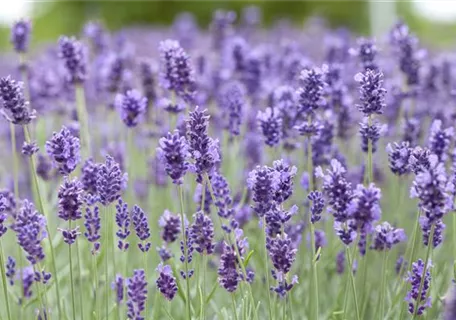 Lavandula angustifolia 'Hidcote Blue' gen. - Garten-Lavendel