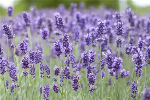 Garten-Lavendel - Lavandula angustifolia 'Hidcote Blue' gen.