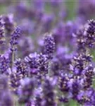 Garten-Lavendel - Lavandula angustifolia 'Hidcote Blue' gen.