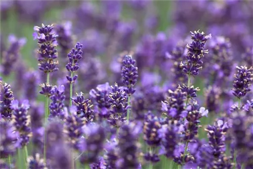 Garten-Lavendel - Lavandula angustifolia 'Hidcote Blue' gen.