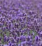 Garten-Lavendel - Lavandula angustifolia 'Hidcote Blue' gen.