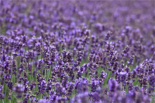 Garten-Lavendel - Lavandula angustifolia 'Hidcote Blue' gen.