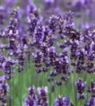 Garten-Lavendel - Lavandula angustifolia 'Hidcote Blue' gen.