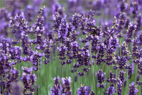 Garten-Lavendel - Lavandula angustifolia 'Hidcote Blue' gen.