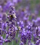 Garten-Lavendel - Lavandula angustifolia 'Hidcote Blue' gen.