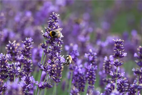 Garten-Lavendel - Lavandula angustifolia 'Hidcote Blue' gen.