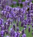 Garten-Lavendel - Lavandula angustifolia 'Hidcote Blue' gen.