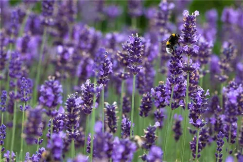 Garten-Lavendel - Lavandula angustifolia 'Hidcote Blue' gen.