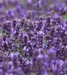 Garten-Lavendel - Lavandula angustifolia 'Hidcote Blue' gen.