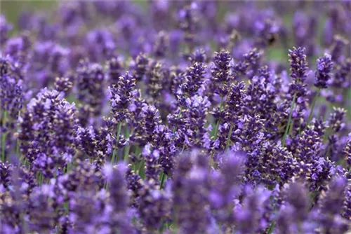 Garten-Lavendel - Lavandula angustifolia 'Hidcote Blue' gen.