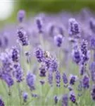 Garten-Lavendel - Lavandula angustifolia 'Hidcote Blue' gen.