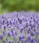 Garten-Lavendel - Lavandula angustifolia 'Hidcote Blue' gen.