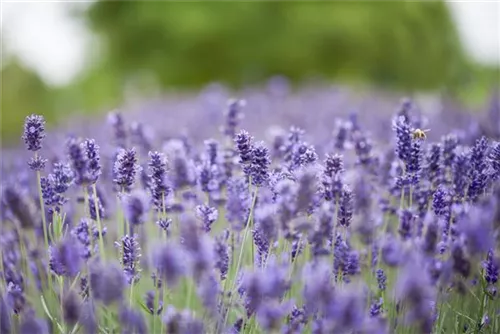 Garten-Lavendel - Lavandula angustifolia 'Hidcote Blue' gen.