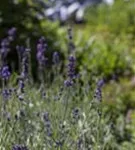 Garten-Lavendel - Lavandula angustifolia 'Hidcote Blue' gen.