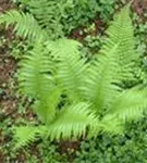 Schmaler Garten-Filigranfarn - Polystichum setiferum 'Proliferum'