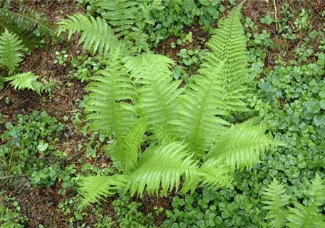 Polystichum setiferum 'Proliferum' - Schmaler Garten-Filigranfarn