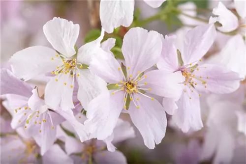 Zwergkirsche 'Brillant' - Prunus nipponica 'Brillant'