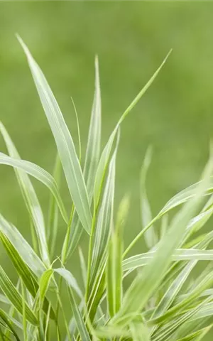 Hakonechloa macra 'Albostriata'