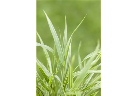 Hakonechloa macra 'Albostriata' - Garten-Ziergras