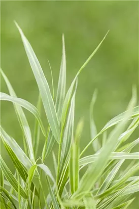 Garten-Ziergras - Hakonechloa macra 'Albostriata'