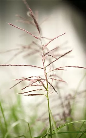 Miscanthus sinensis 'Ferner Osten'